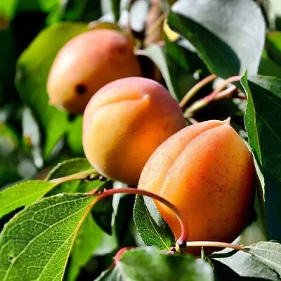 Абрикос БАЙ в Астрахани