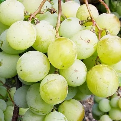 Виноград КЕША МУСКАТ  Виноград КЕША МУСКАТ в Астрахани