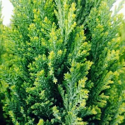 Кипарисовик  Кипарисовик в Астрахани