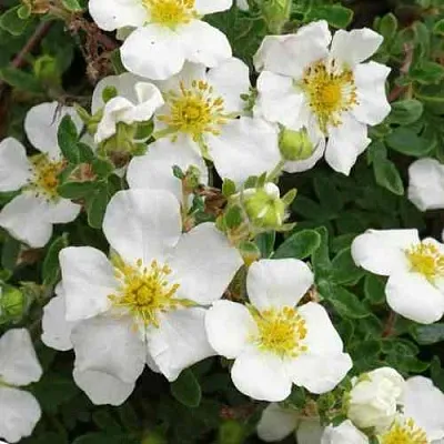 Лапчатка ТИЛФОРД КРИМ кустарниковая  Лапчатка ТИЛФОРД КРИМ кустарниковая в Астрахани