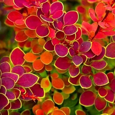 Барбарис ОРАНЖ САНРАЙЗ тунберга в Астрахани