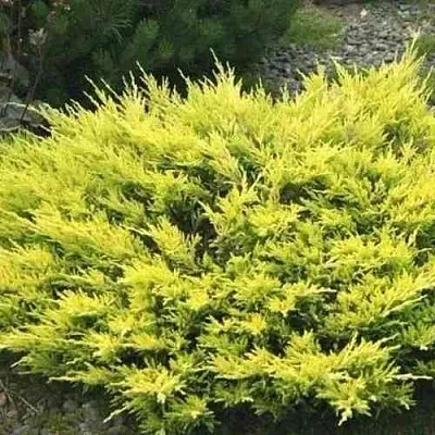 Можжевельник ЛАЙМ ГЛОУ горизонтальный  Можжевельник ЛАЙМ ГЛОУ горизонтальный в Астрахани