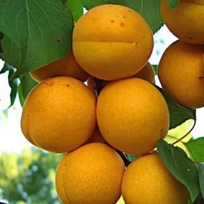 Абрикос ОНТАРИО в Астрахани