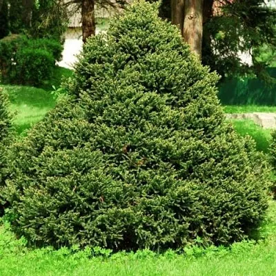 Ель ОЛЕНДОРФИ обыкновенная  Ель ОЛЕНДОРФИ обыкновенная в Астрахани