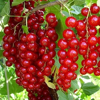 Смородина красная ЙОНКЕР ВАН ТЕТС  Смородина красная ЙОНКЕР ВАН ТЕТС в Астрахани