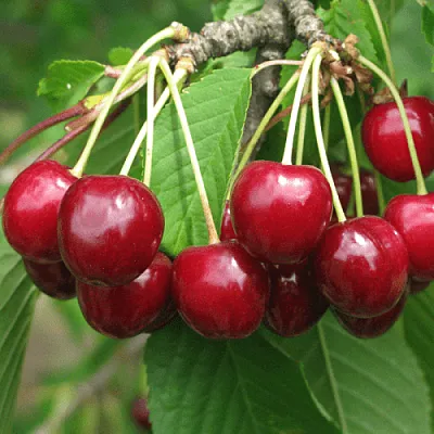 Черешня ГРОНКОВАЯ  Черешня ГРОНКОВАЯ в Астрахани