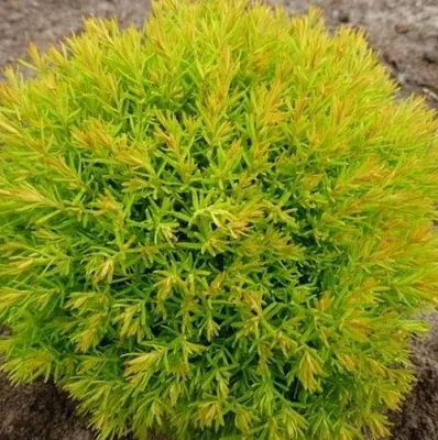 Туя АННИЕК западная  Туя АННИЕК западная в Астрахани