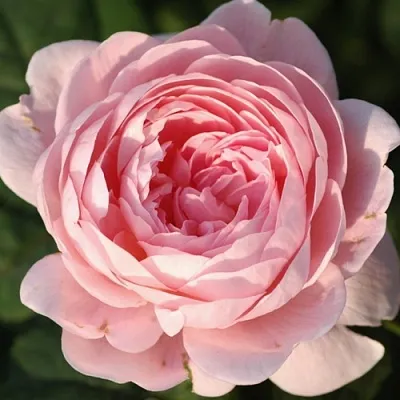 Саженцы роз КУИН ОФ СУИДЕН английская  Саженцы роз КУИН ОФ СУИДЕН английская в Астрахани