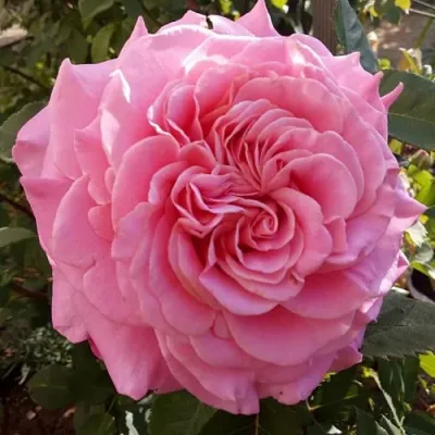 Саженцы роз ЭШЛИ чайно-гибридная — описание сорта Саженцы роз ЭШЛИ чайно-гибридная в Астрахани