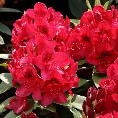 Рододендрон МАТАДОР  Рододендрон МАТАДОР в Астрахани