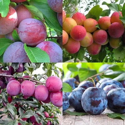 Комплект СЛИВОВЫЙ САД в Астрахани