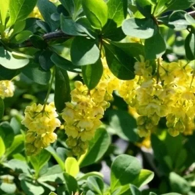 Барбарис ИНДИАН САММЕР  в Астрахани