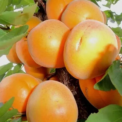 Абрикос ДЕСЕРТНЫЙ в Астрахани