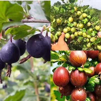 Комплект КРЫЖОВНИК MIX в Астрахани