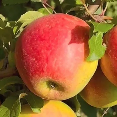 Яблоня САКАВИТА  Яблоня САКАВИТА в Астрахани