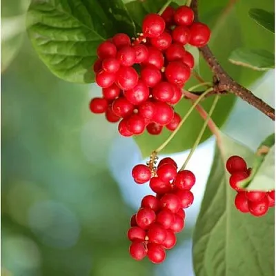 Лимонник ДЕБЮТ китайский  Лимонник ДЕБЮТ китайский в Астрахани