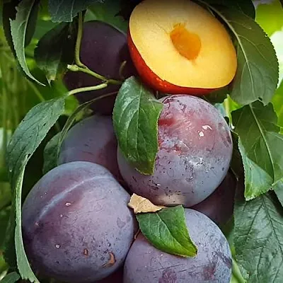 НЕКТАПРИУМ  НЕКТАПРИУМ в Астрахани