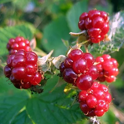 Княженика АСТРА  Княженика АСТРА в Астрахани