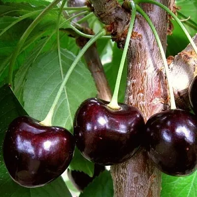 Черешня ДОНЕЦКИЙ УГОЛЁК  Черешня ДОНЕЦКИЙ УГОЛЁК в Астрахани