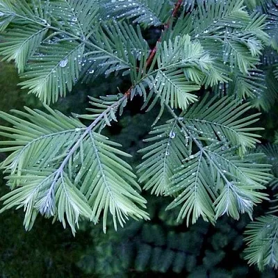 Метасеквойя  Метасеквойя в Астрахани