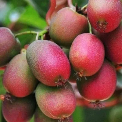 Актинидия ВЕЙКИ аргута — описание сорта Актинидия ВЕЙКИ аргута в Астрахани