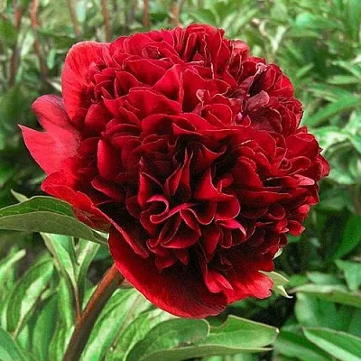 Пион РЕД ГРЕЙС травянистый  Пион РЕД ГРЕЙС травянистый в Астрахани