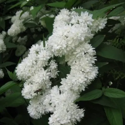 Дейция КАНДИДИССИМА шершавая — описание сорта Дейция КАНДИДИССИМА шершавая в Астрахани