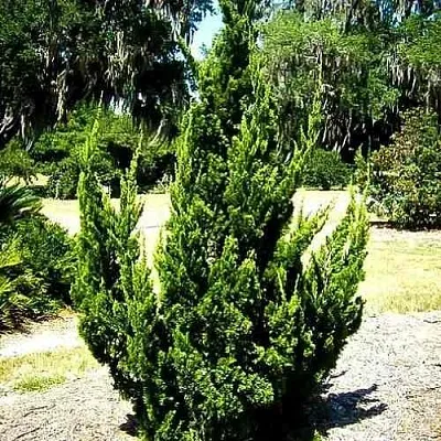 Можжевельник КАЙЗУКА китайский  Можжевельник КАЙЗУКА китайский в Астрахани