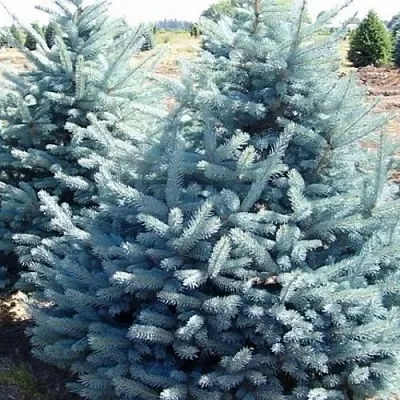 Ель ГЛАУКА колючая  Ель ГЛАУКА колючая в Астрахани