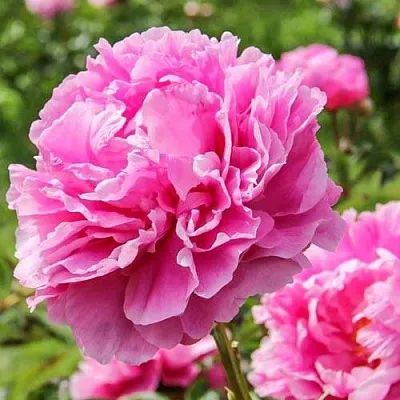 Пион АЛЕКСАНДР ФЛЕМИНГ травянистый  Пион АЛЕКСАНДР ФЛЕМИНГ травянистый в Астрахани