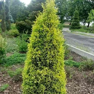 Можжевельник ГОЛД КОН обыкновенный  Можжевельник ГОЛД КОН обыкновенный в Астрахани