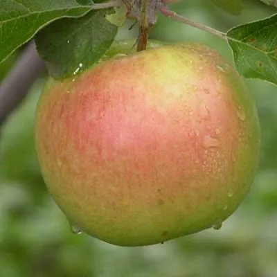 Яблоня БРЯНСКОЕ ЗОЛОТИСТОЕ  Яблоня БРЯНСКОЕ ЗОЛОТИСТОЕ в Астрахани