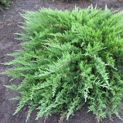 Можжевельник ТАМАРИСЦИФОЛИЯ казацкий  Можжевельник ТАМАРИСЦИФОЛИЯ казацкий в Астрахани