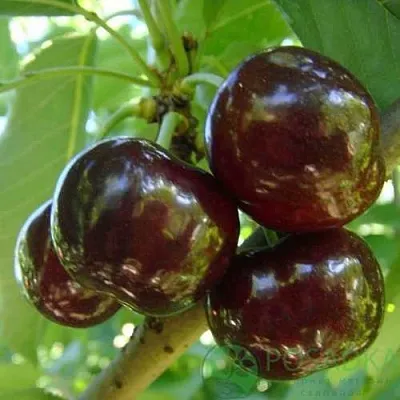 Черешня СВИТХАРТ  Черешня СВИТХАРТ в Астрахани