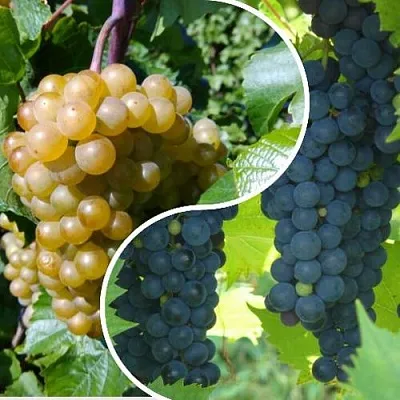 Комплект ИНЬ-ЯНЬ в Астрахани