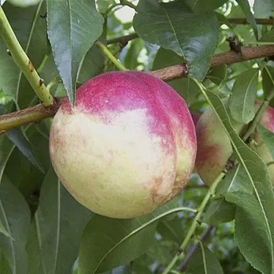 ПИЧЕРИН  ПИЧЕРИН в Астрахани