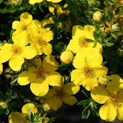 Лапчатка ХАКМАНС ГИГАНТ кустарниковая  Лапчатка ХАКМАНС ГИГАНТ кустарниковая в Астрахани