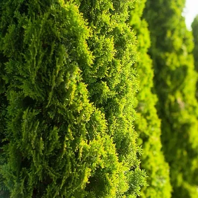 Туя  Туя в Астрахани