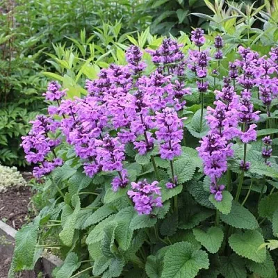 Буквица крупноцветковая  Буквица крупноцветковая в Астрахани