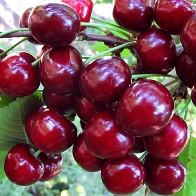 Вишня ЖУКОВСКАЯ  Вишня ЖУКОВСКАЯ в Астрахани