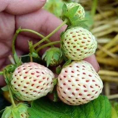 Клубника АНАНАСА ремонтантная — описание сорта Клубника АНАНАСА ремонтантная в Астрахани