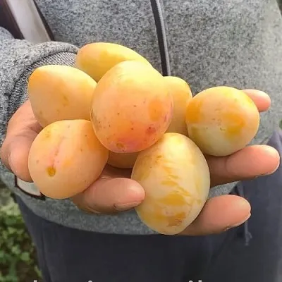 Слива ЯХОНТОВАЯ в Астрахани