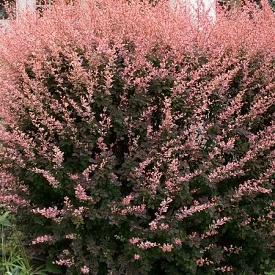 Барбарис РОУЗ ГЛОУ тунберга в Астрахани