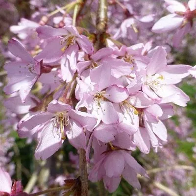 Сакура ПЕНДУЛА РУБРА  Сакура ПЕНДУЛА РУБРА в Астрахани