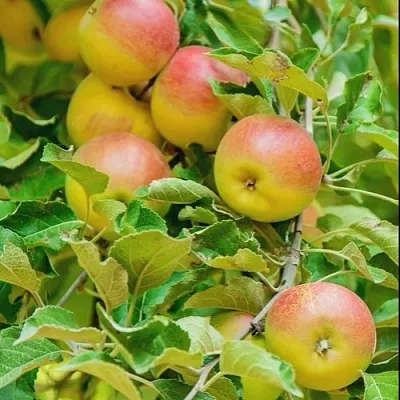 Яблоня ПАМЯТЬ БЛЫНСКОГО колонновидная  Яблоня ПАМЯТЬ БЛЫНСКОГО колонновидная в Астрахани
