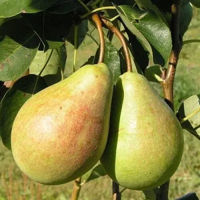 Груша ДУХМЯНАЯ в Астрахани