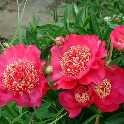 Пион БАРРИНГТОН БЕЛЬ травянистый  Пион БАРРИНГТОН БЕЛЬ травянистый в Астрахани