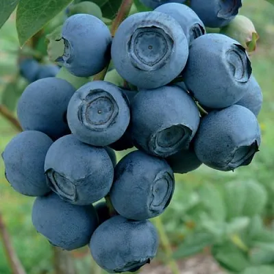 Голубика РУБЕЛ в Астрахани