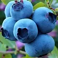 Голубика в Астрахани