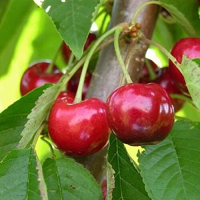 Черешня 15-26-5  Черешня 15-26-5 в Астрахани